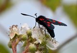 Narrow-bordered Six-spot Burnet