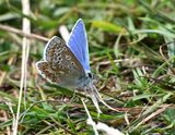 Common Blue