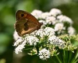 Meadow Brown