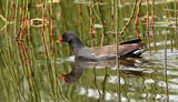 Moorhen