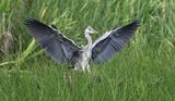 Grey Heron