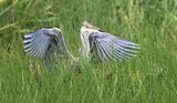 Grey Heron