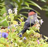 Bullfinch