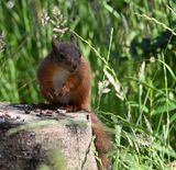 Red Squirrel