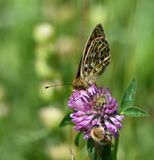 Dark Green Fritillary