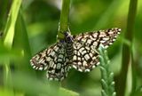Latticed Heath