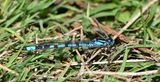 Common Blue