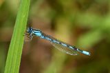 Common Blue Damselfly