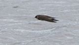 Sand Martin