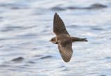 Sand Martin