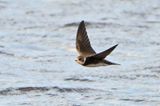 Sand Martin