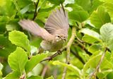 Willow Warbler