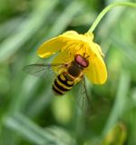 Syrphus ribesii