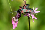 Narrow-bordered Five-spot Burnet