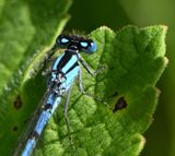 Common Blue Damselfly