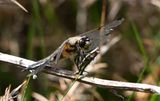 Four-spotted Chaser