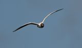 Black-headed Gull