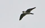Peregrine