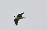 Peregrine