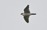 Peregrine