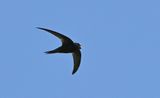 Common Swift