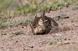 Skylark