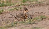 Skylark