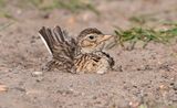 Skylark