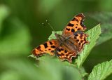 Comma