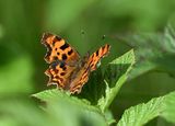 Comma