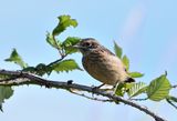 Stonechat juvenile