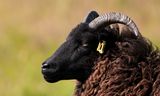 Hebridean Sheep