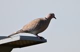 Collared Dove
