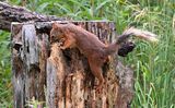 Red Squirrel