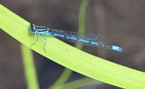 Azure Damselfly
