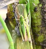 Common Green Grasshopper