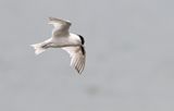 Sandwich Tern