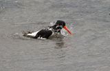 Oystercatcher
