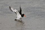 Oystercatcher