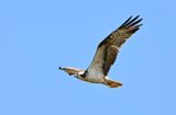 Osprey