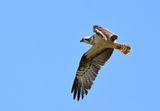 Osprey