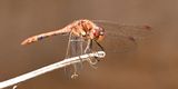 Common Darter