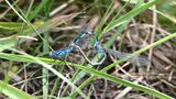 Common Blue Damselfly