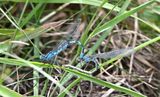 Common Blue Damselfly