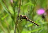 Common Darter