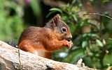 Red Squirrel
