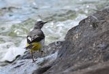 Grey Wagtail