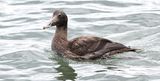 Eider