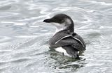 Razorbill