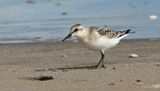 Sanderling